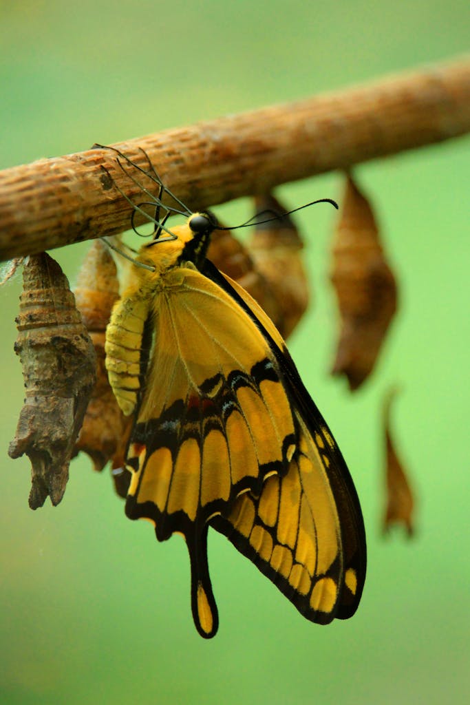 metAMORfosis mariposas